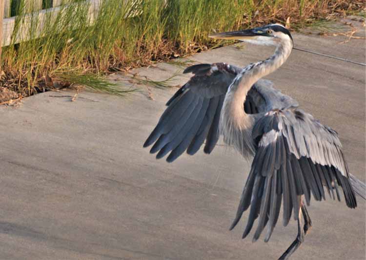 blue heron